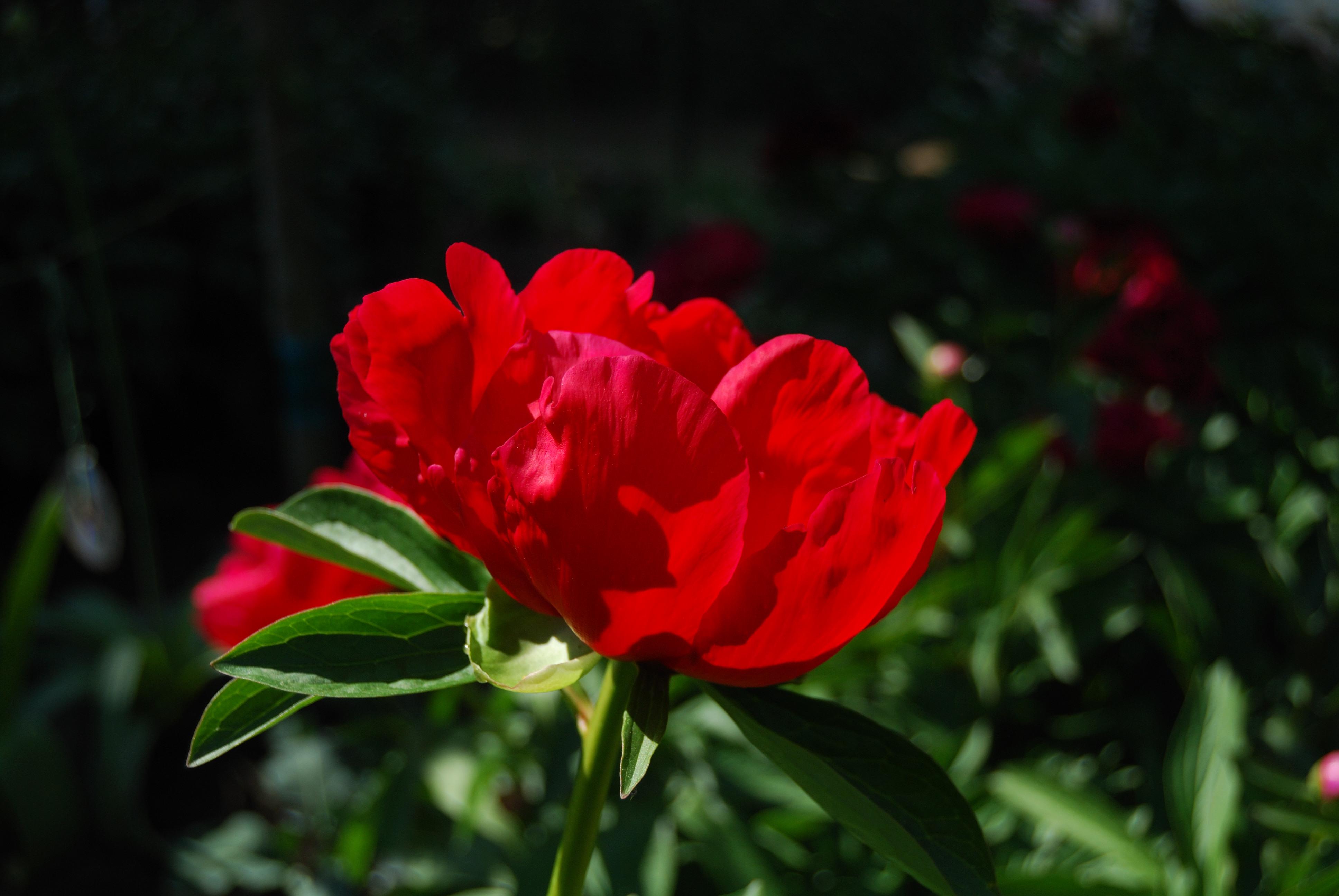 Diaporama