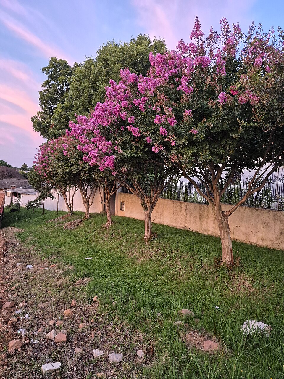 Lilas des Indes (from wikipedia)|