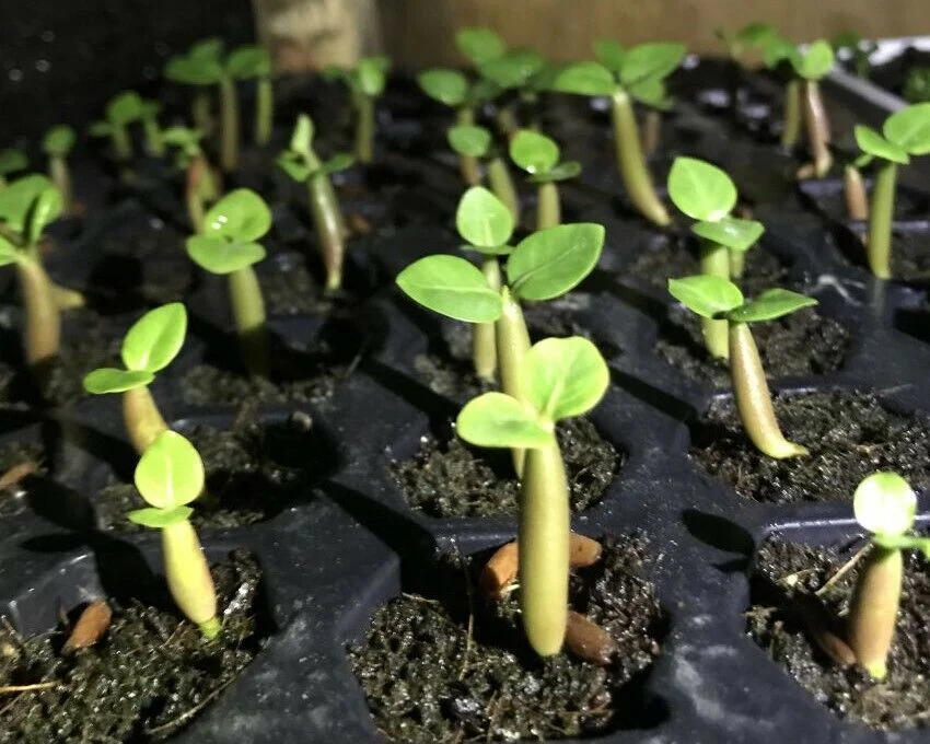 Jeunes plants d'Adenium obesum issus de graines|