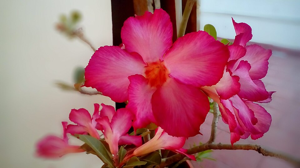 Fleur d'Adenium obesum en gros plan|