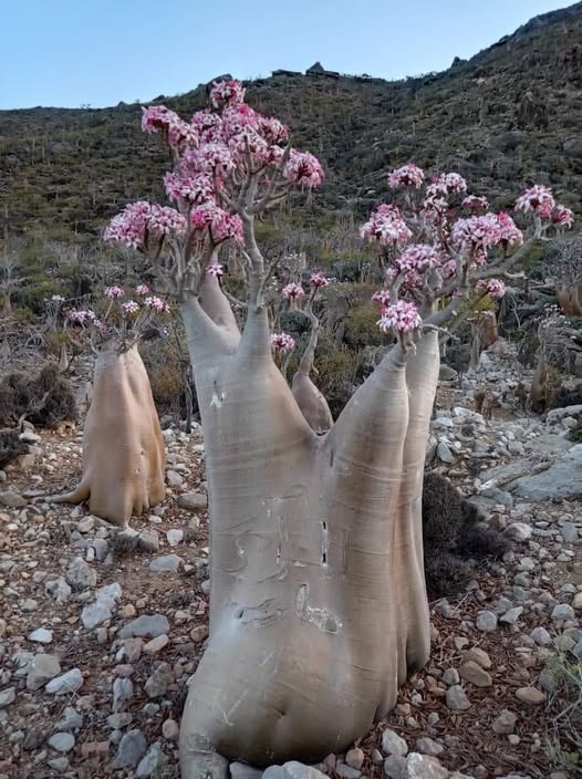Adenium obesum dans son habitat naturel au Yémen|