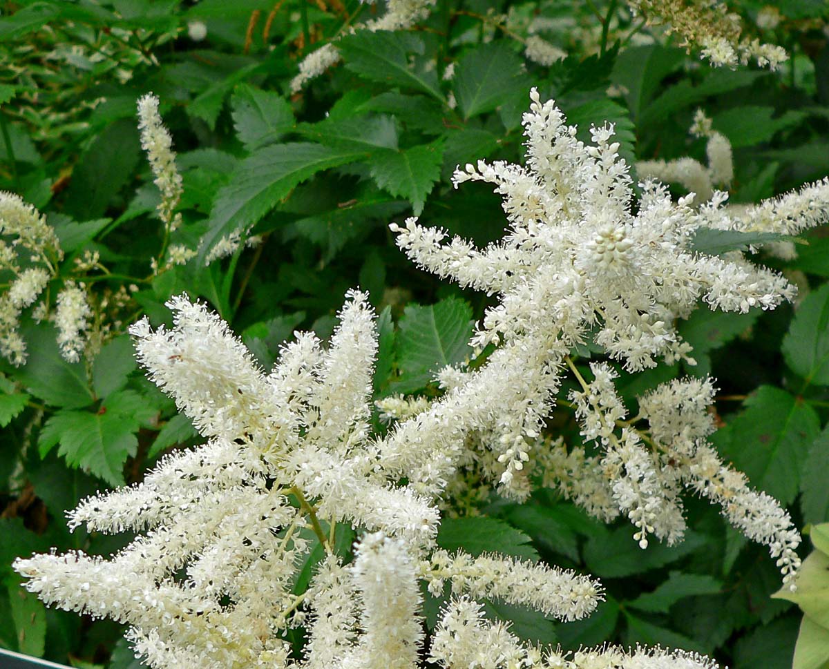 Astilbe arendsii 'Bumalda' aux plumeaux rouges — Cephas / Wikimedia Commons, CC BY-SA 4.0|