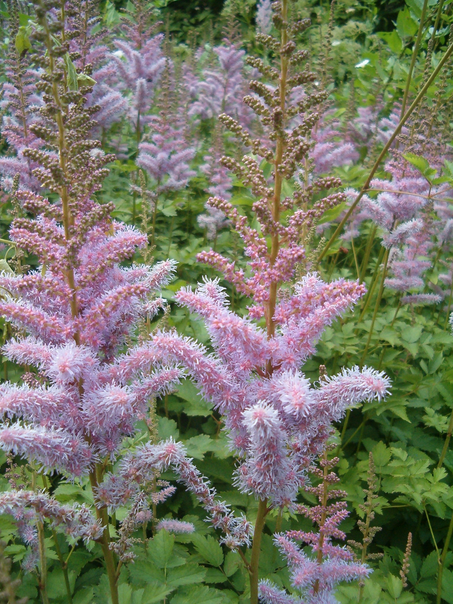 Astilbe chinensis en pleine floraison — Bot. Garten Bln / Wikimedia Commons, CC BY-SA 3.0|