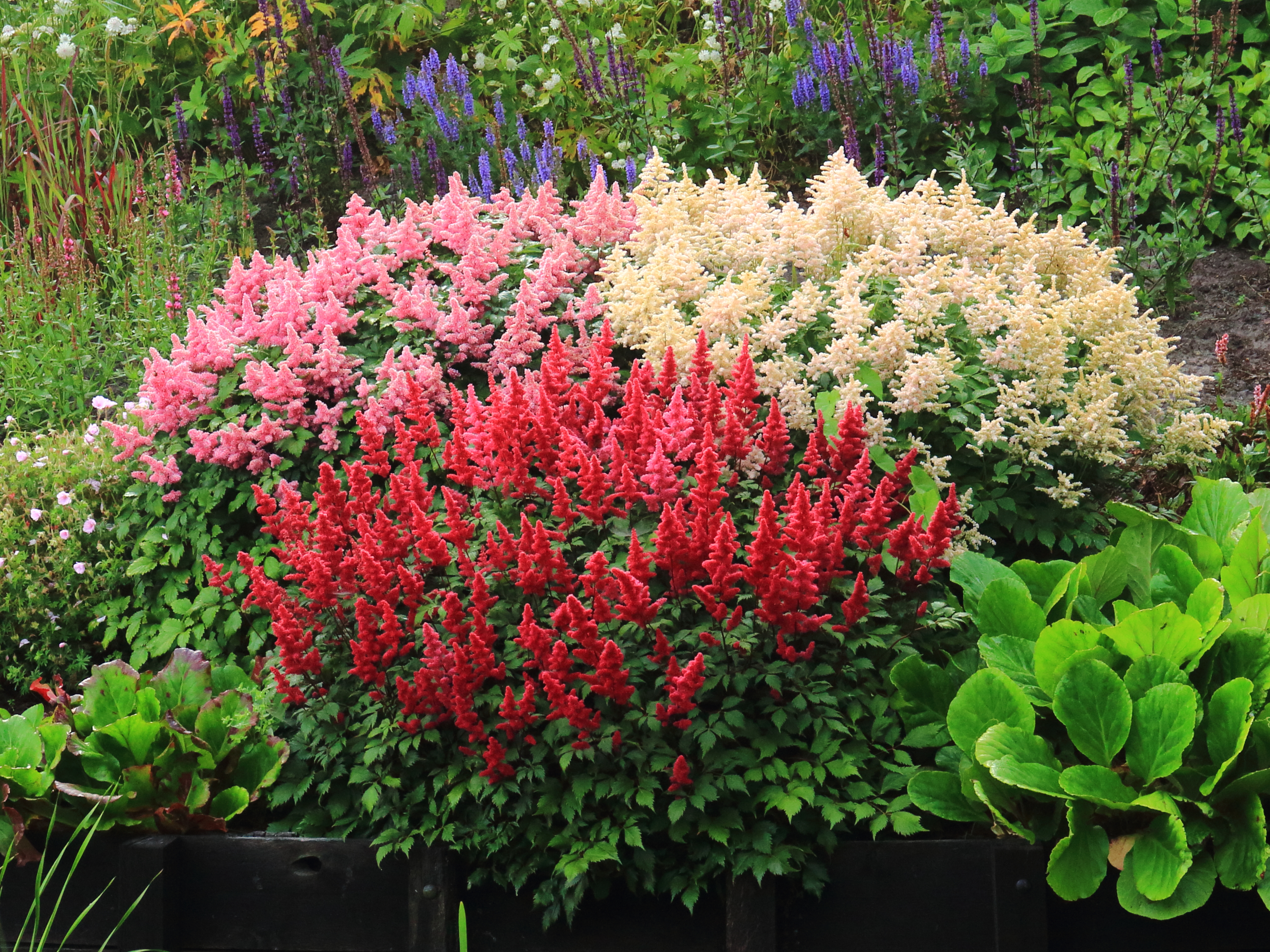 Astilbe en pleine floraison — Tuinreservaat Jonkervallei / Wikimedia Commons, Public Domain|