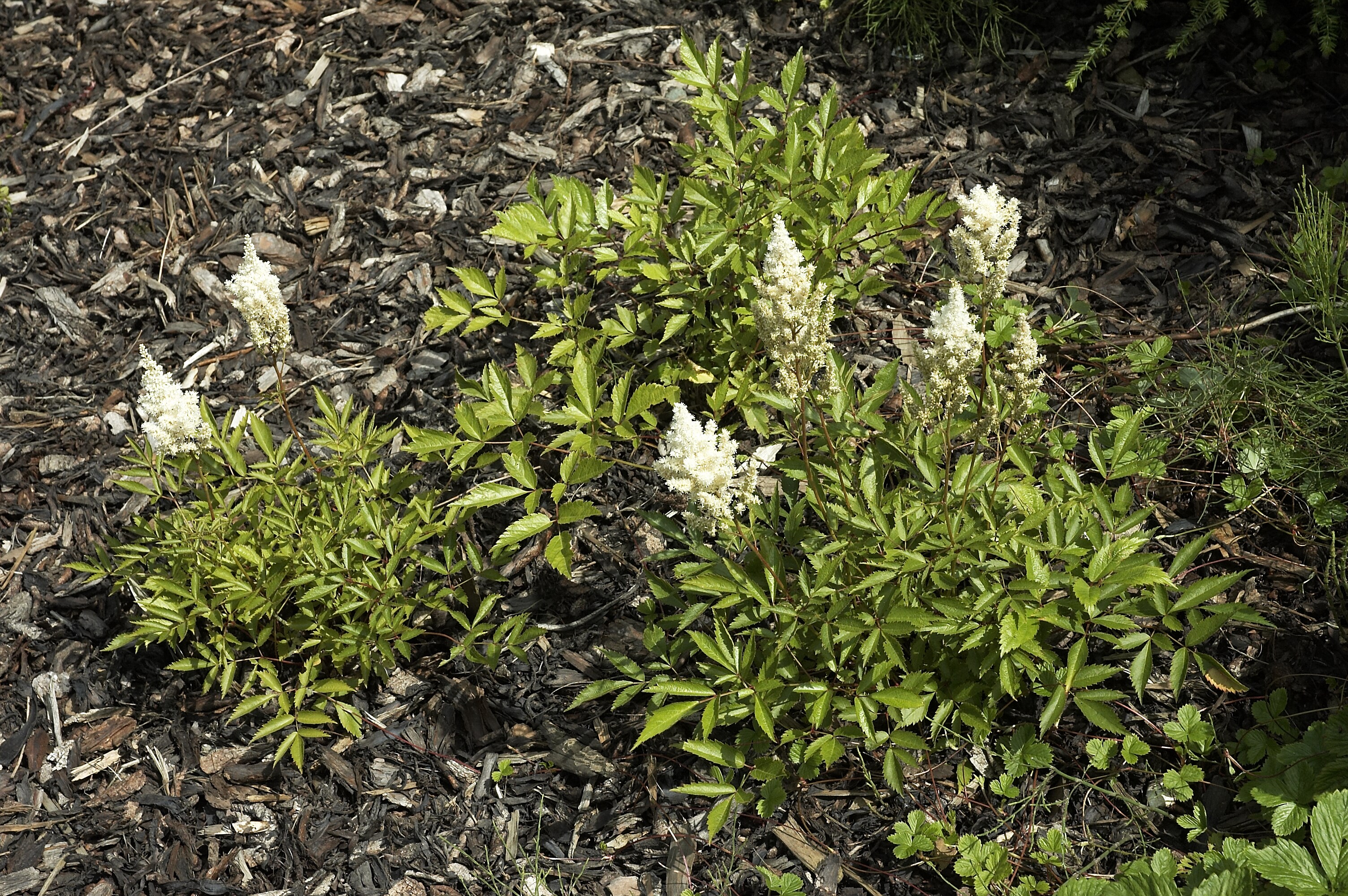 Astilbe japonica 'Deutschland' aux inflorescences blanches — Wouter Hagens / Wikimedia Commons, CC BY-SA 3.0|