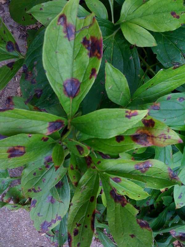 Symptômes de Botrytis cinerea sur tige de pivoine|