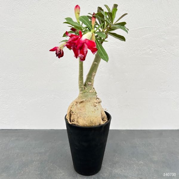 Caudex d'Adenium obesum|