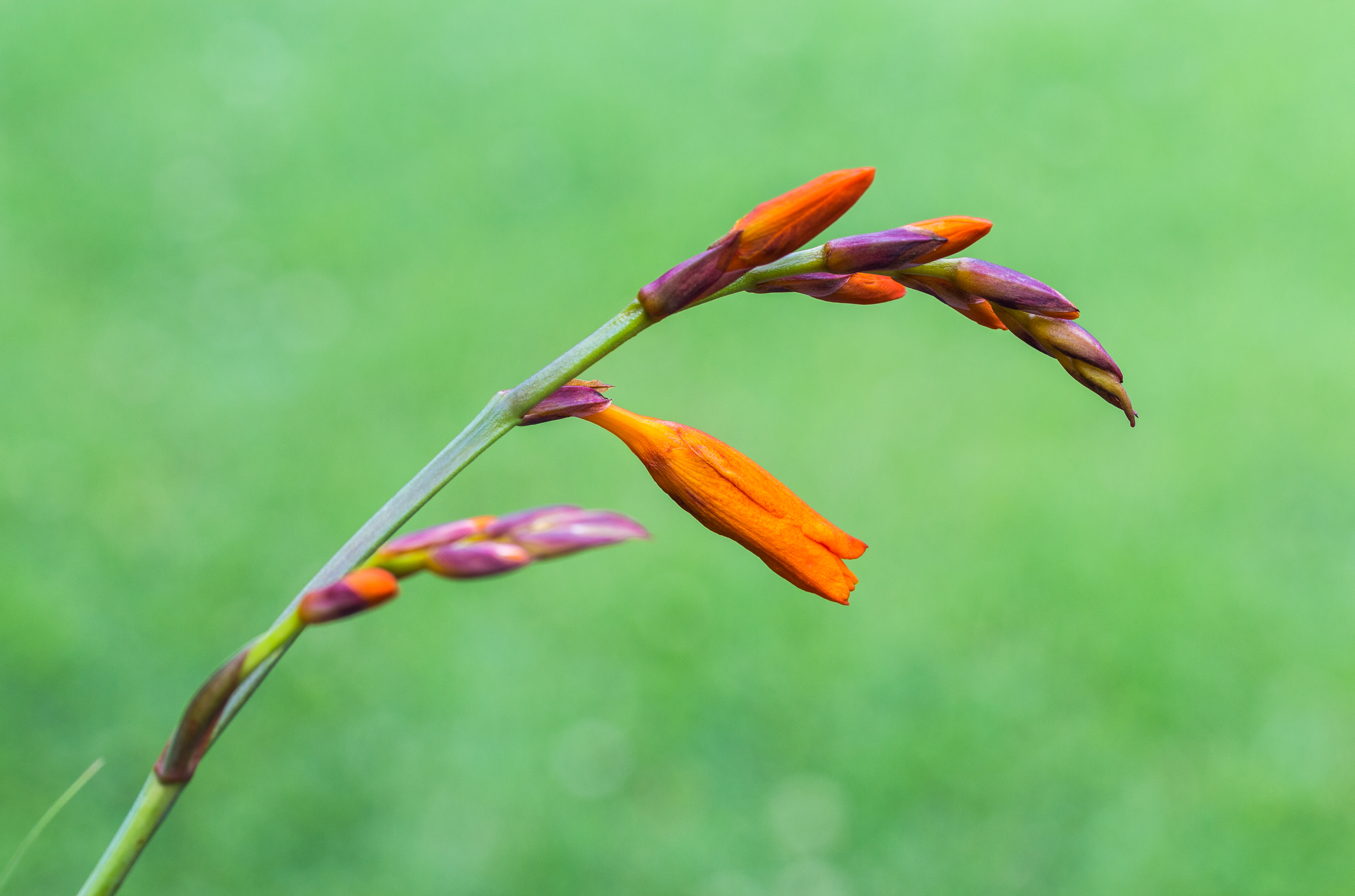 Crocosmia 'Lucifer'|