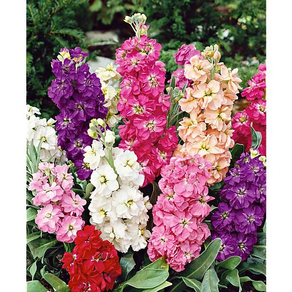 Inflorescence de Matthiola incana|