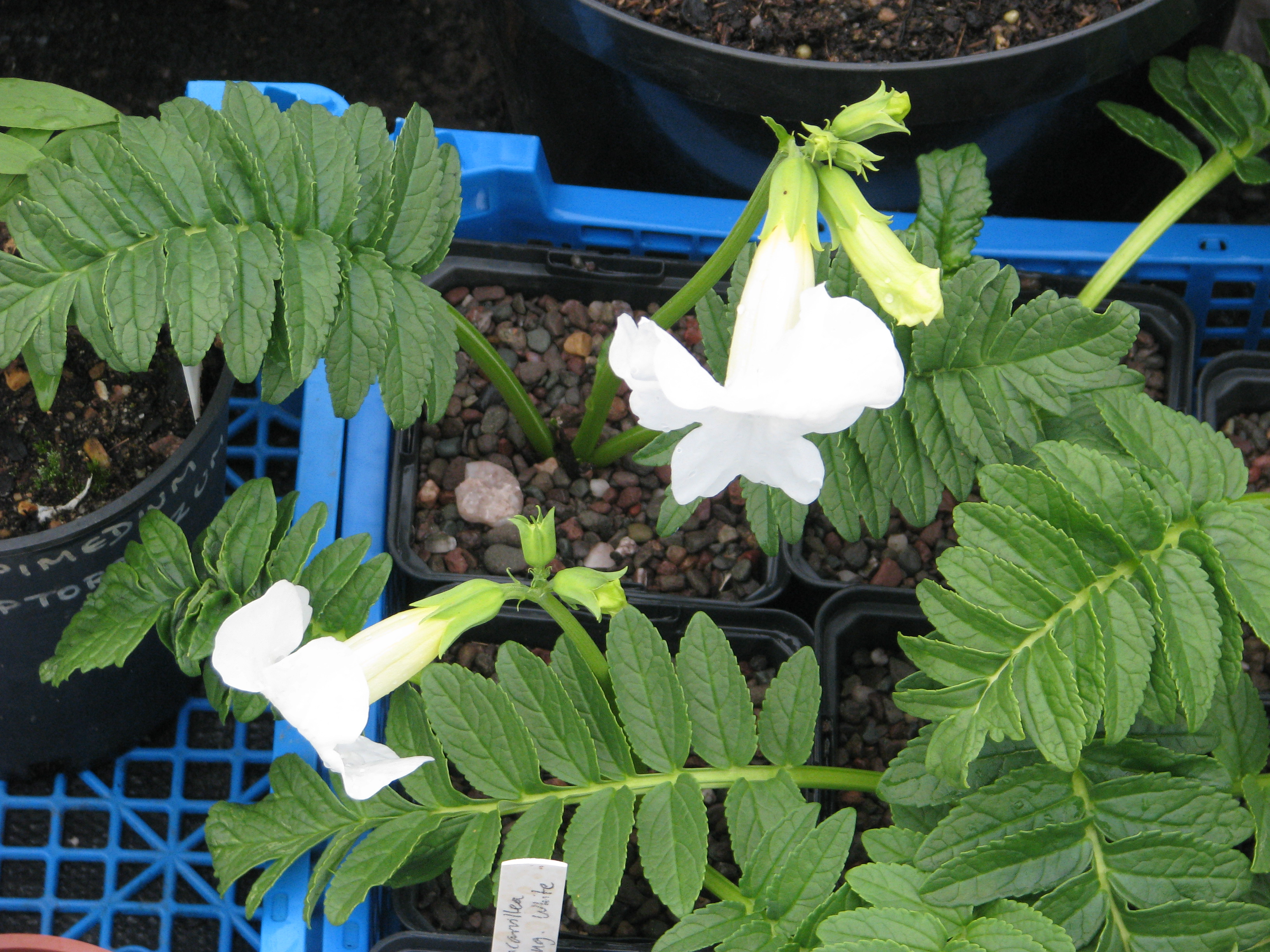 Incarvillea delavayi alba (cultivar blanc) — peganum, Wikimedia Commons CC BY-SA 2.0|