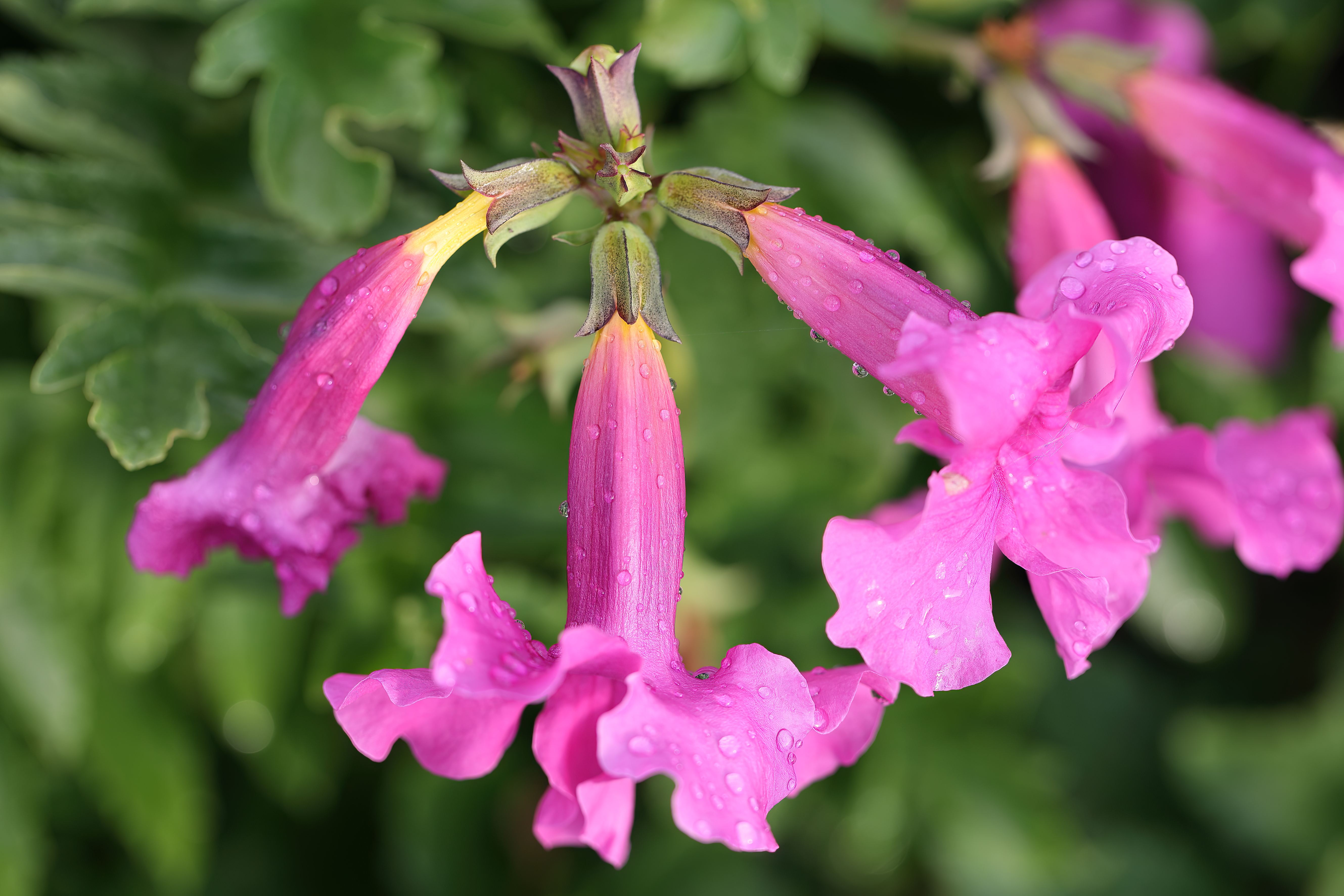 Incarvillea delavayi en pleine floraison — Cephas / Wikimedia Commons, CC BY-SA 4.0|