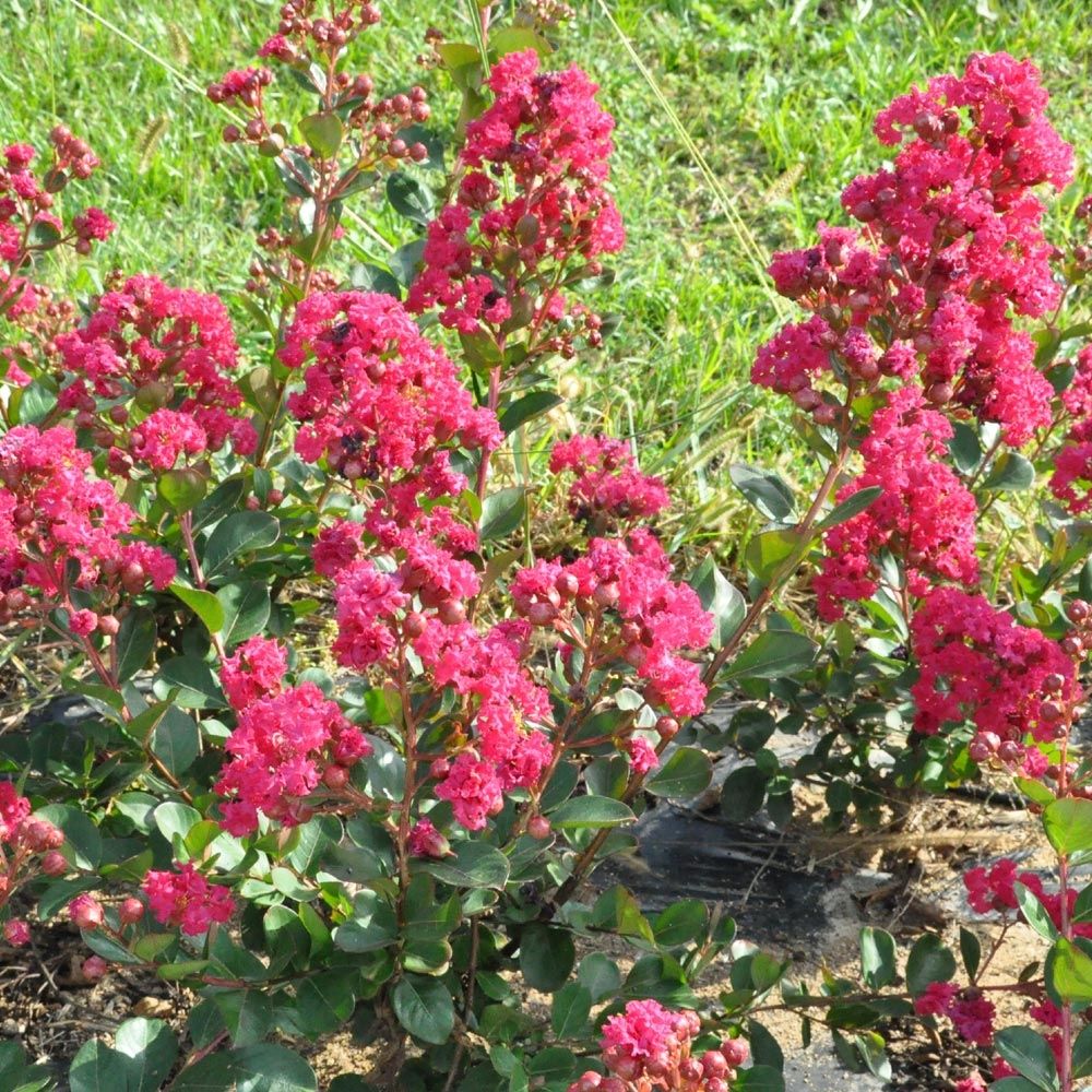 Lagerstroemia INDIYA CHARMS ® BRAISE D'ETE ®|