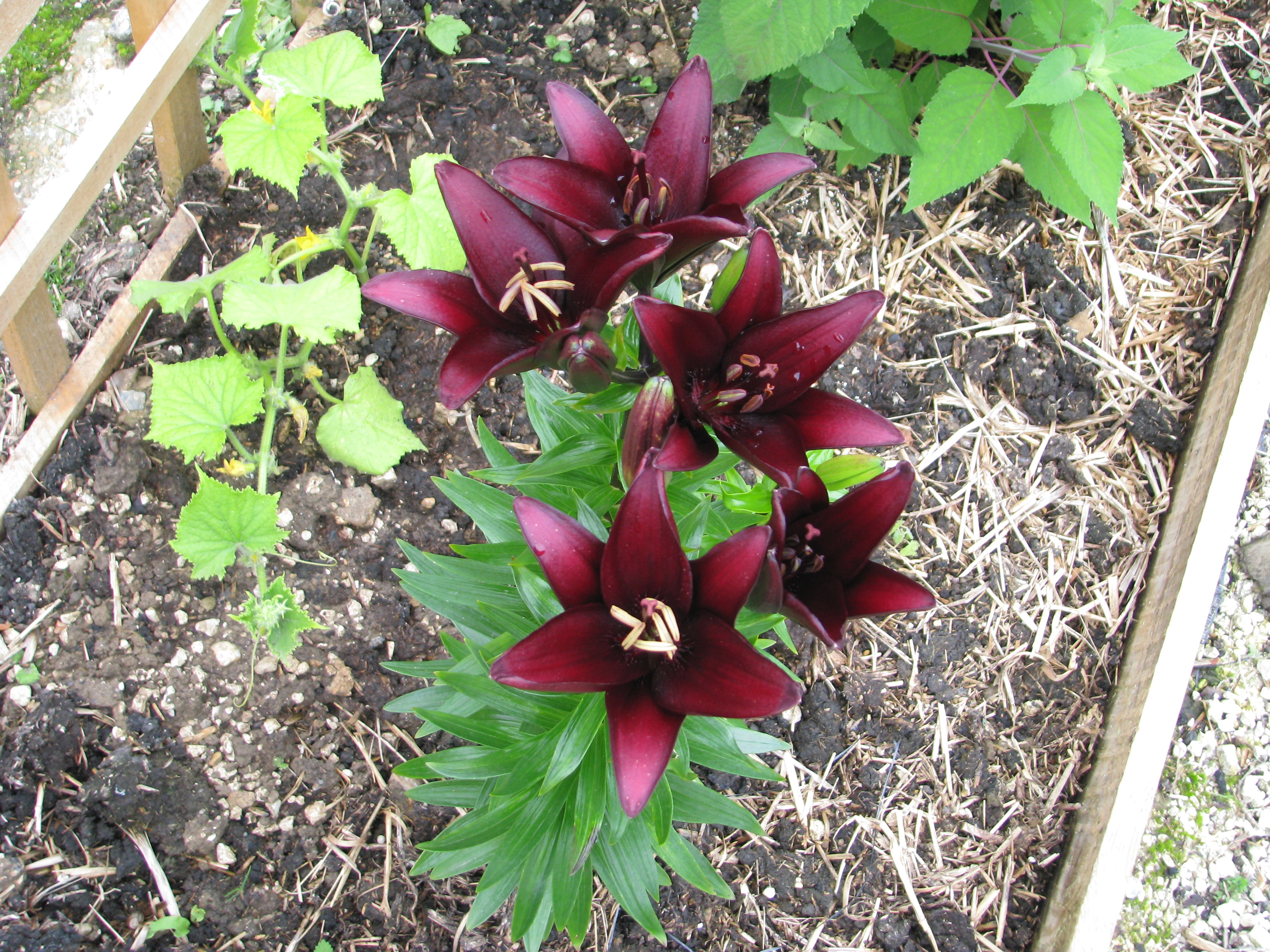 Lilium 'Landini', hybride asiatique pourpre foncé presque noir — Cephas / Wikimedia Commons, CC BY-SA 4.0|