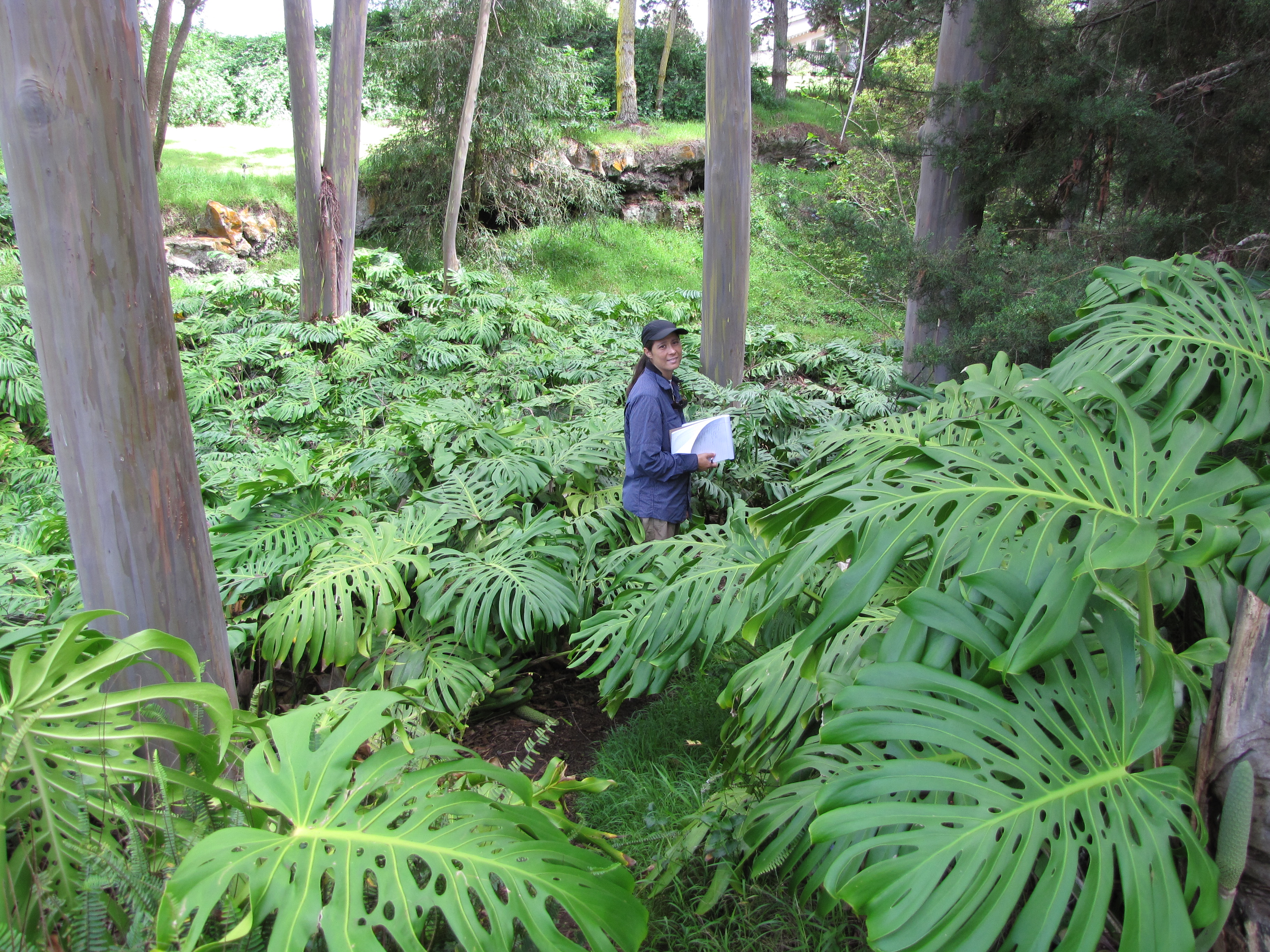 Forêt tropicale du Costa Rica montrant Monstera deliciosa en situation naturelle|