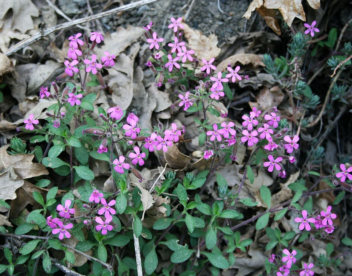 Saponaria ocyroides en cascade sur pierres — Wikimedia Commons, CC0 1.0|