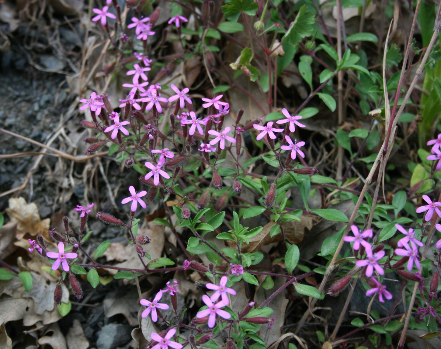 Fleurs roses étoilées de Saponaria ocyroides — Wikimedia Commons, CC BY-SA 3.0|