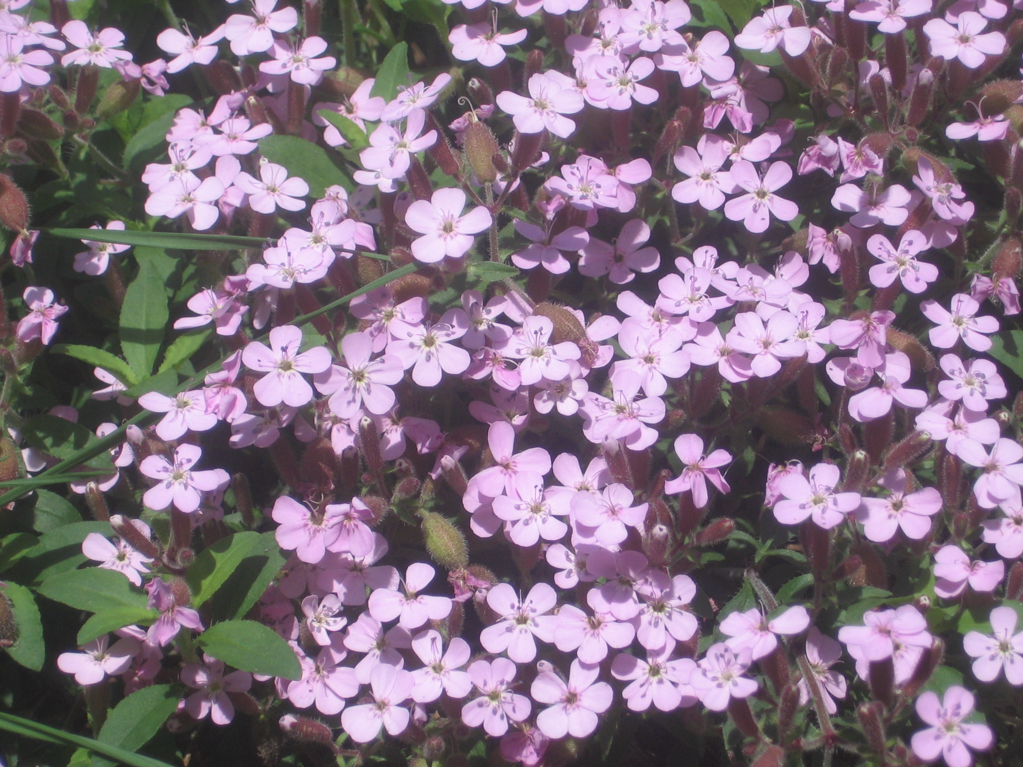 Saponaria ocyroides en port tapissant — Wikimedia Commons, CC0 1.0|
