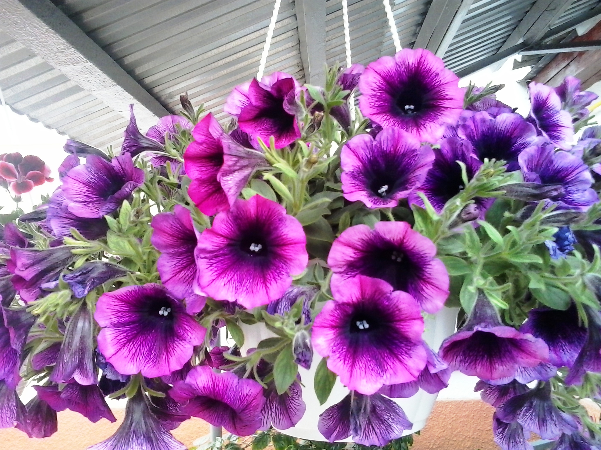 Surfinia en fleurs roses|