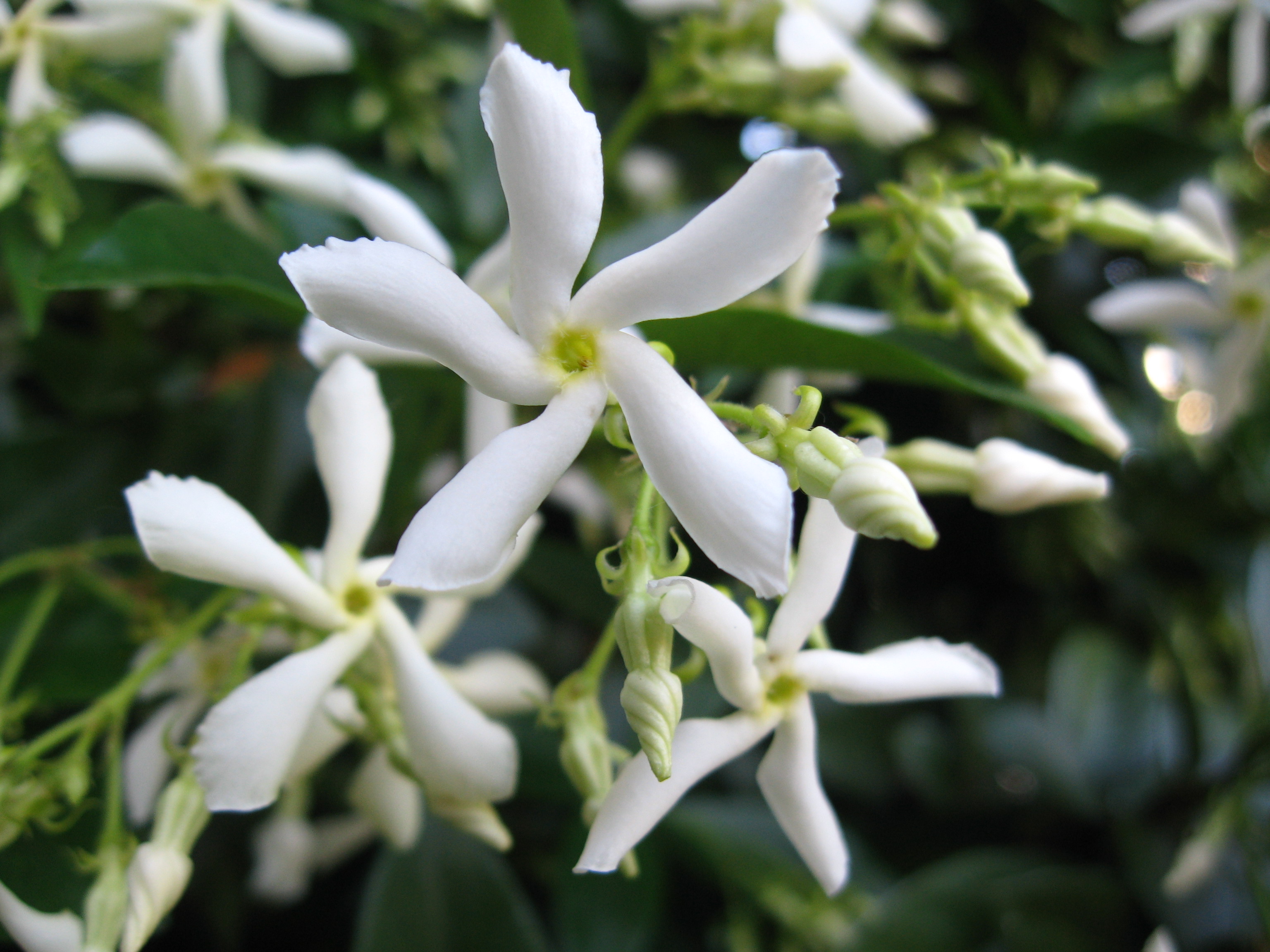 Fragrant white flowers of Trachelospermum jasminoides|