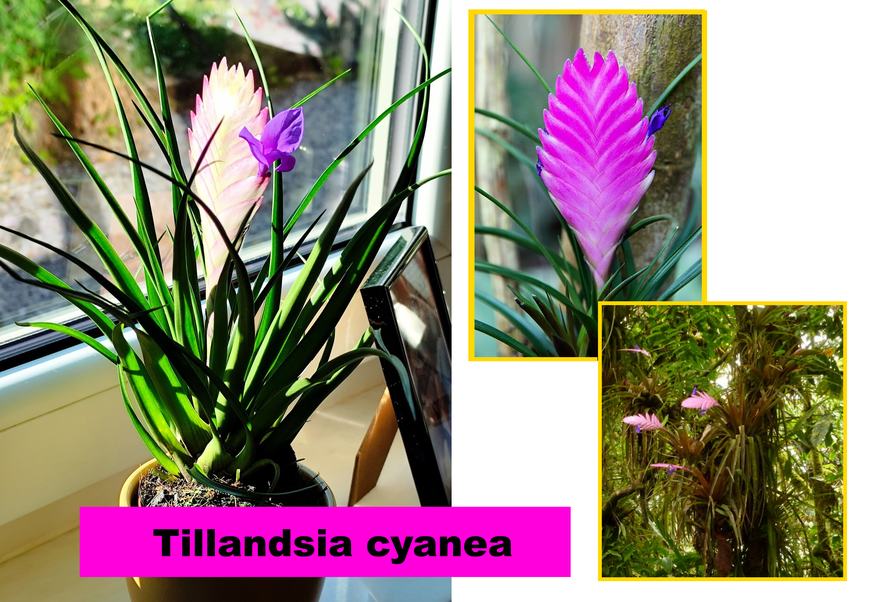 Tillandsia cyanea, l'épi d'améthyste des forêts d'Équateur