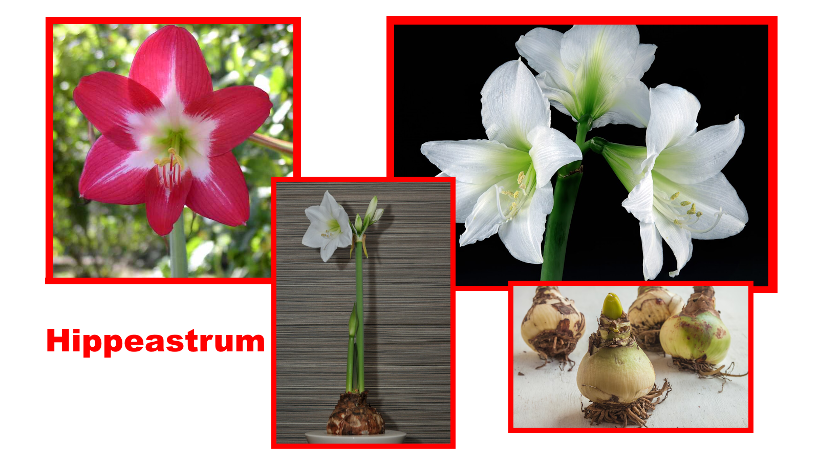 Amaryllis: planten voor Kerstmis en het jaar erna opnieuw laten bloeien