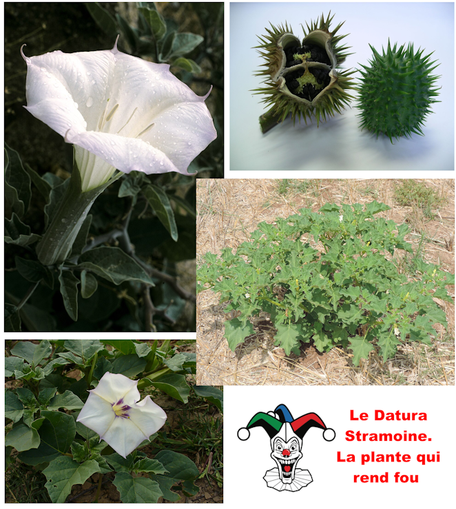 Datura stramonium — Le démon blanc des friches et son double visage