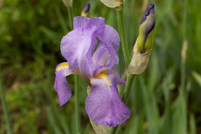 L'Iris Pallida : L'Or Bleu Méditerranéen qui Fait Rêver les Jardiniers et les Parfumeurs