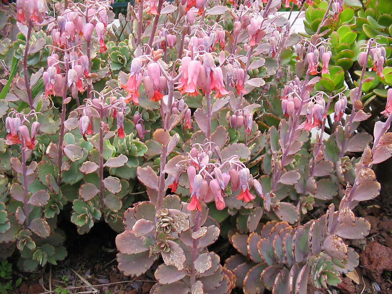 Kalanchoe fedtschenkoi, la danseuse mauve des rebords de fenêtre