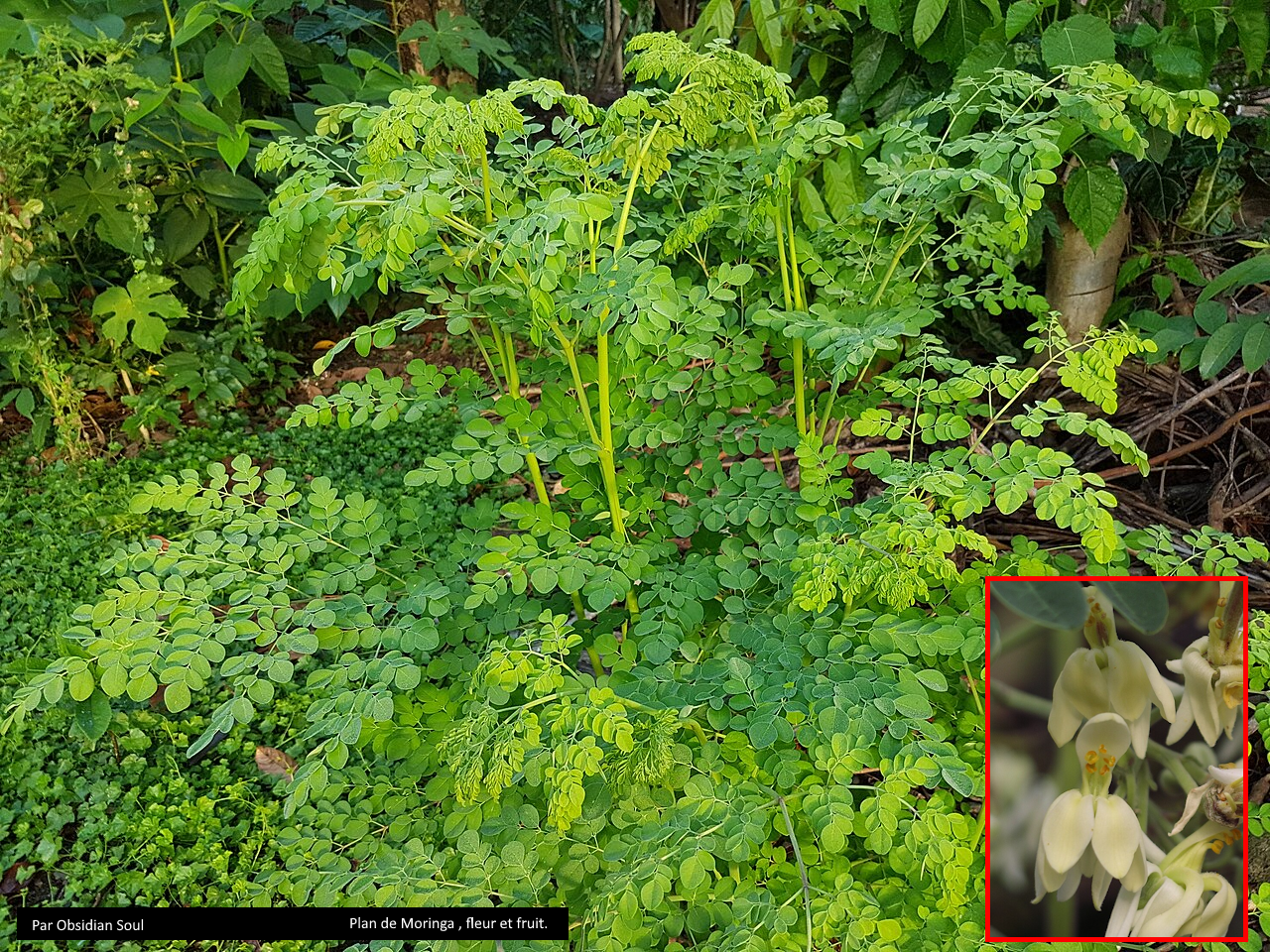 Moringa oleifera: kennismaking met een boom met vele toepassingen
