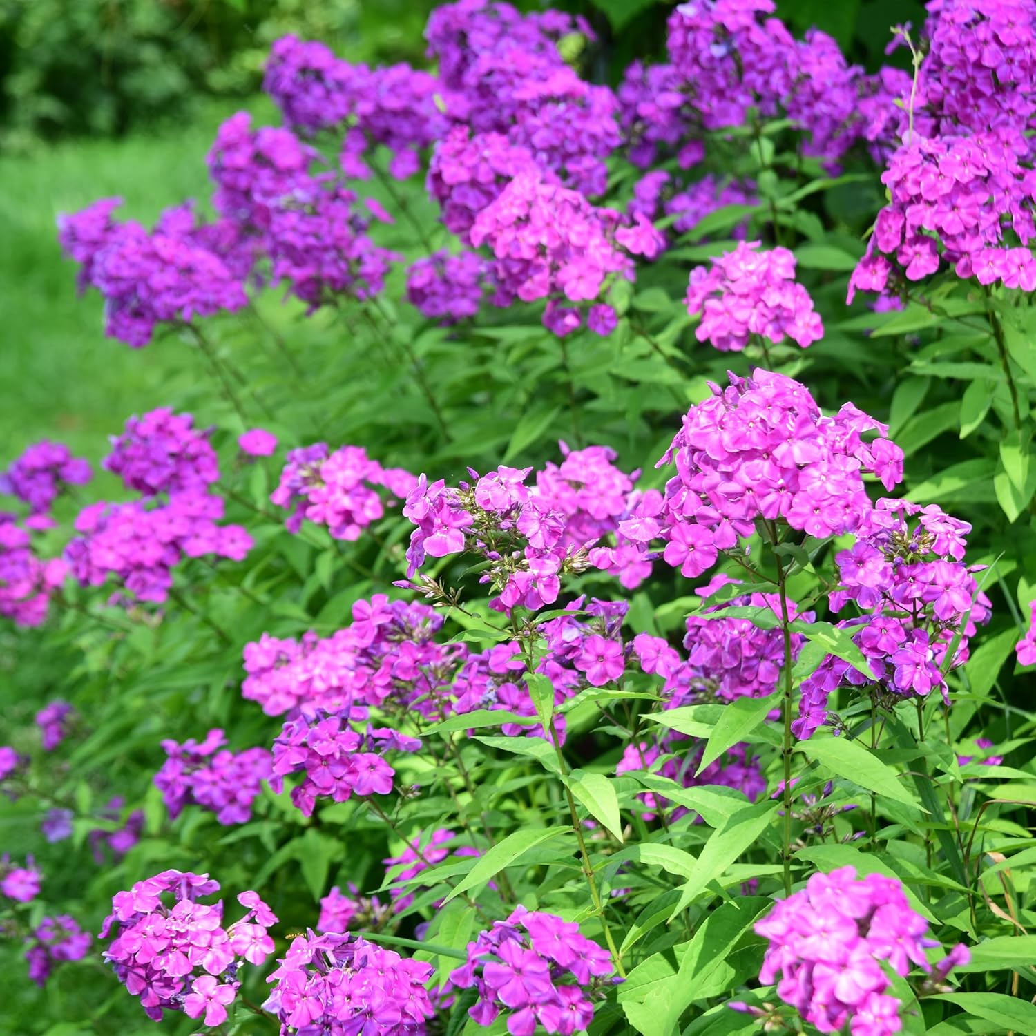 Phlox paniculata : Guide complet pour des massifs fleuris et parfumés