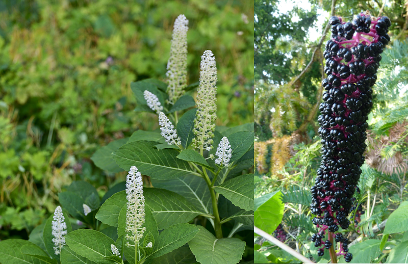 Phytolacca acinosa : la beauté vénéneuse aux mille visages – Entre légende asiatique, menace sanitaire et star des jardins