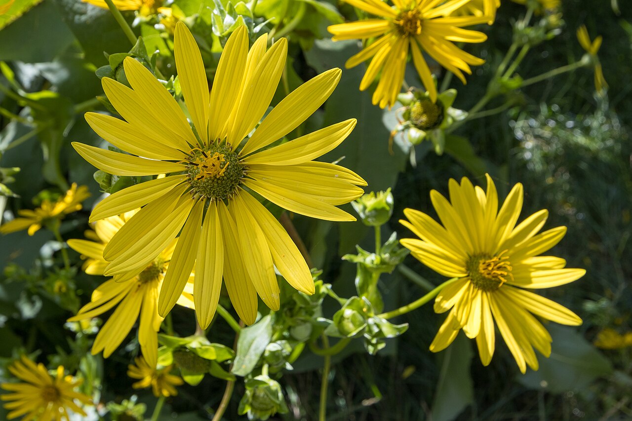 Silphium perfoliatum : la silphie perfoliée, vivace géante et plante « réservoir »