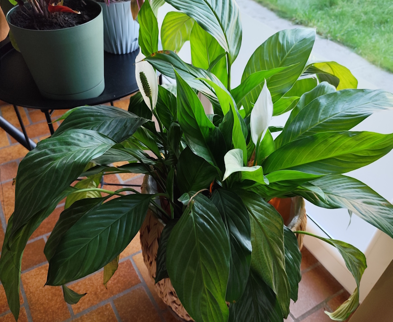 Spathiphyllum : la plante tropicale qui aime l’ombre… sans aimer l’oubli