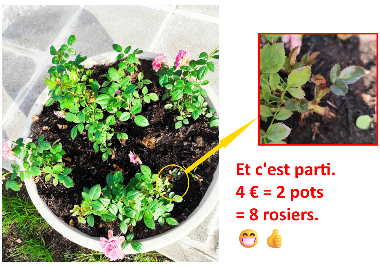 une vasque pas chère