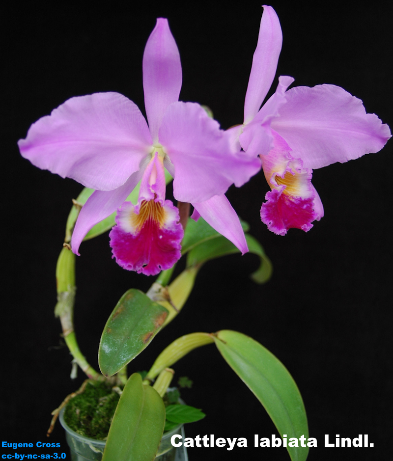 Cattleya en fleur