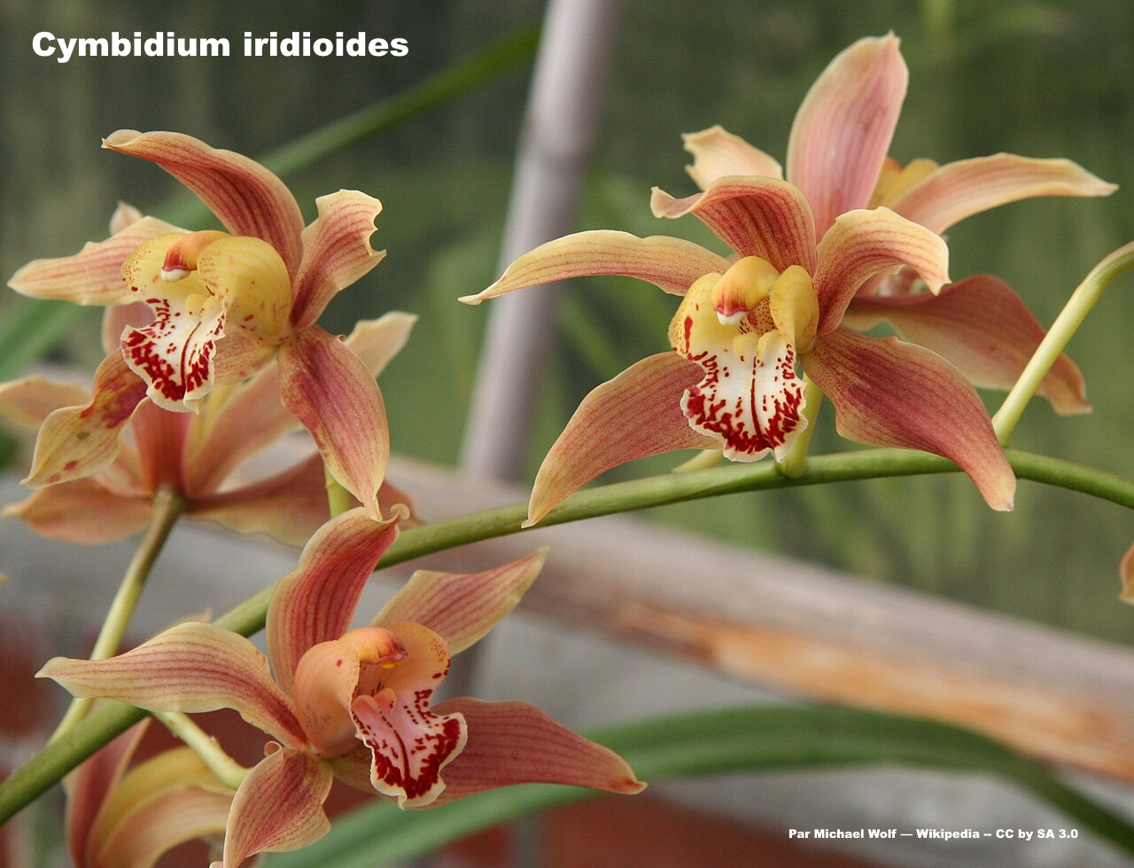 Cymbidium en fleur