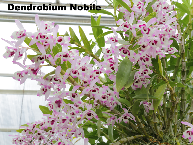 Dendrobium Nobile (wikipedia C T Johansson)