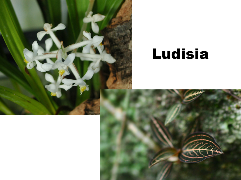 Ludisia en pot