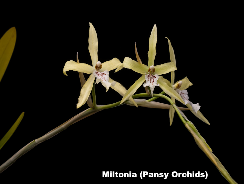 Miltonia en fleur