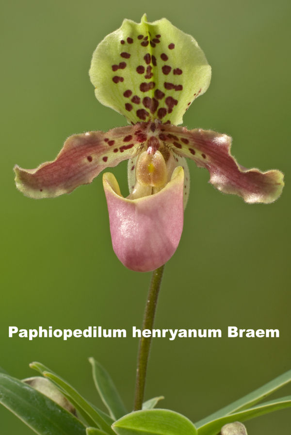 Paphiopedilum en fleur
