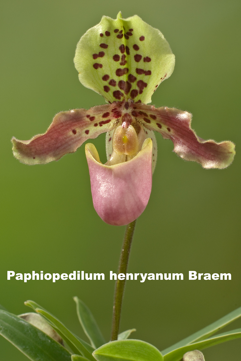 Paphiopedilum en fleur