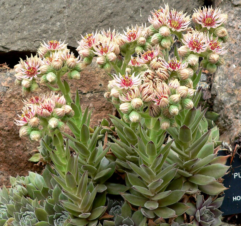 Sempervirum Purdys en fleurs