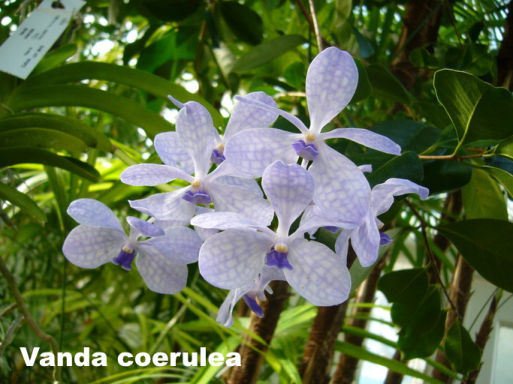 Vanda en fleur