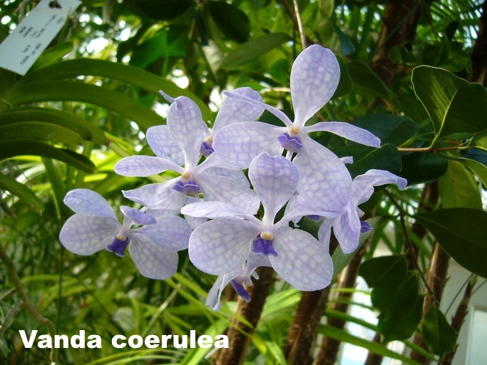 Vanda en fleur