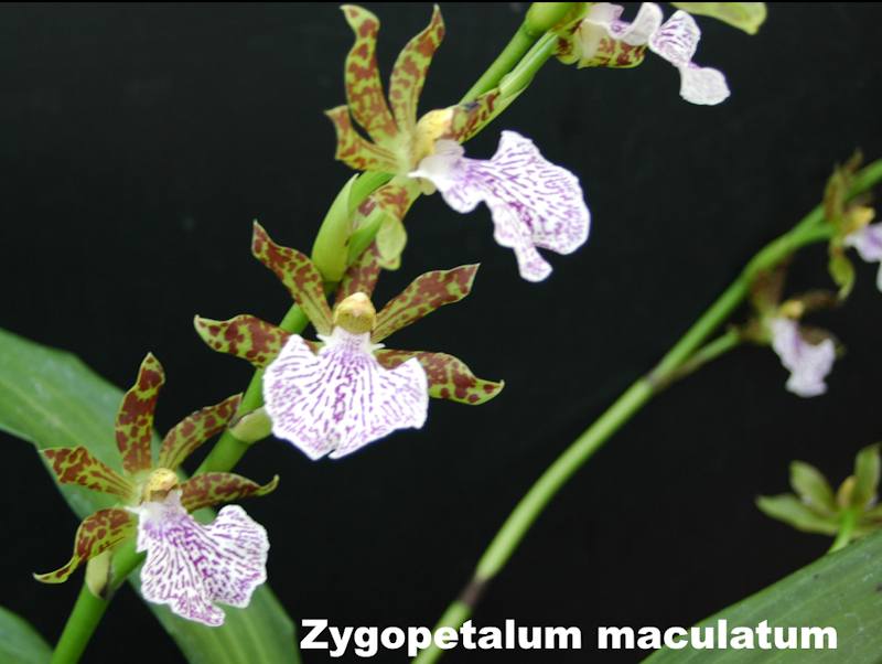Zygopetalum en fleur