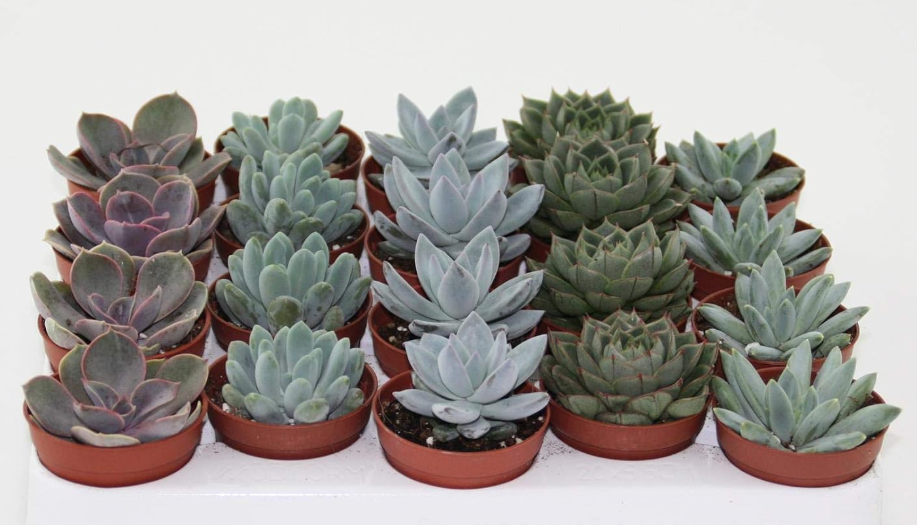 echeveria lot