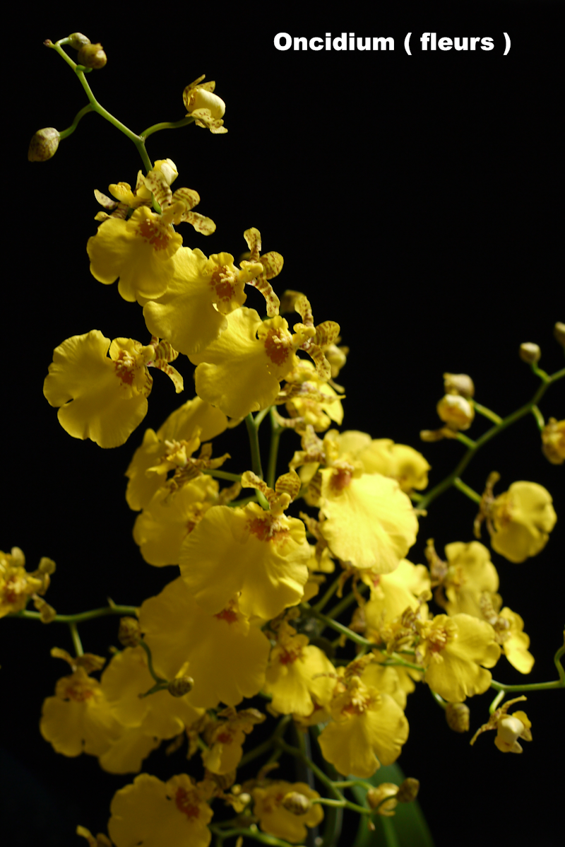 Oncidium en fleur