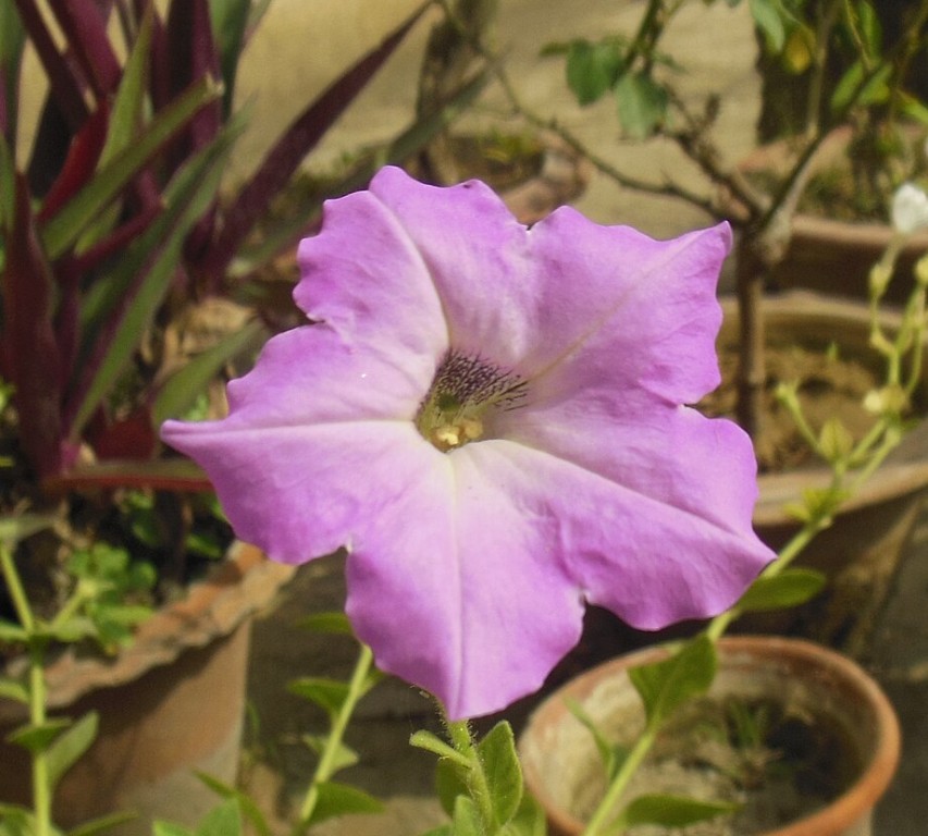 Fleur de pétunia en gros plan