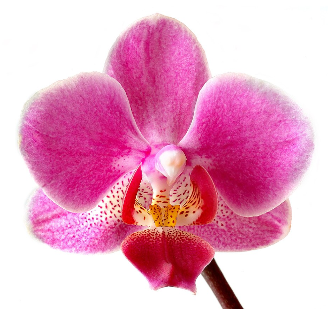 Phalaenopsis en fleur